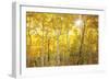 Aspen Morning-Darren White Photography-Framed Photographic Print