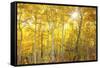 Aspen Morning-Darren White Photography-Framed Stretched Canvas