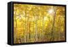 Aspen Morning-Darren White Photography-Framed Stretched Canvas