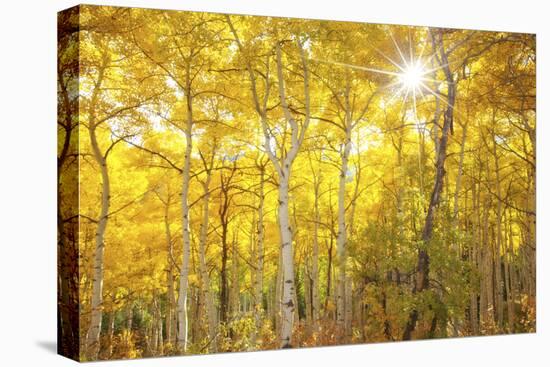 Aspen Morning-Darren White Photography-Stretched Canvas