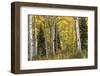 Aspen Panorama-Danny Head-Framed Photographic Print