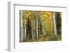 Aspen Panorama-Danny Head-Framed Photographic Print