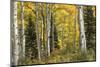 Aspen Panorama-Danny Head-Mounted Photographic Print