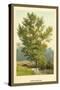 Aspen Poplar-W.h.j. Boot-Stretched Canvas