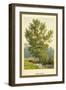 Aspen Poplar-W.h.j. Boot-Framed Art Print