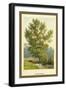 Aspen Poplar-W.h.j. Boot-Framed Art Print