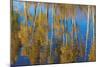 Aspen Reflection-Don Paulson-Mounted Giclee Print