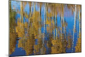 Aspen Reflection-Don Paulson-Mounted Giclee Print