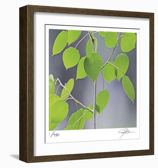 Aspen Sapling-Ken Bremer-Framed Limited Edition