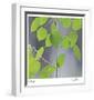 Aspen Sapling-Ken Bremer-Framed Limited Edition