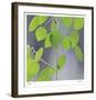 Aspen Sapling-Ken Bremer-Framed Limited Edition