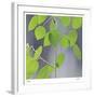 Aspen Sapling-Ken Bremer-Framed Limited Edition