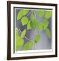 Aspen Sapling-Ken Bremer-Framed Limited Edition