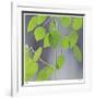 Aspen Sapling-Ken Bremer-Framed Limited Edition