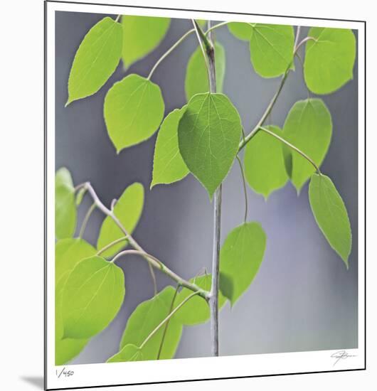 Aspen Sapling-Ken Bremer-Mounted Limited Edition