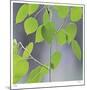 Aspen Sapling-Ken Bremer-Mounted Limited Edition