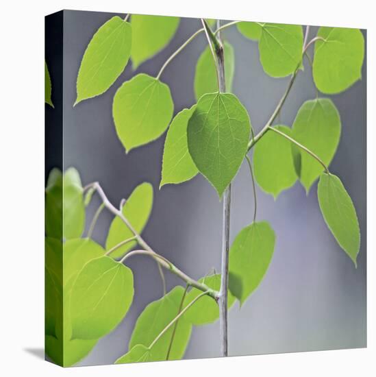 Aspen Sapling-Ken Bremer-Stretched Canvas