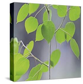 Aspen Sapling-Ken Bremer-Stretched Canvas