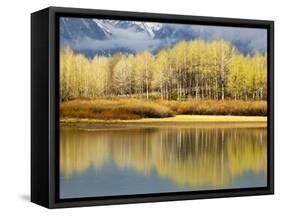 Aspen Stand and Reflection in Early Spring, Grand Teton National Park, Wyoming, Usa-Adam Jones-Framed Stretched Canvas