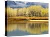 Aspen Stand and Reflection in Early Spring, Grand Teton National Park, Wyoming, Usa-Adam Jones-Stretched Canvas