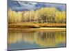 Aspen Stand and Reflection in Early Spring, Grand Teton National Park, Wyoming, Usa-Adam Jones-Mounted Photographic Print