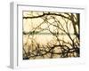 Aspen Sunset-Savanah Plank-Framed Photo