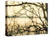 Aspen Sunset-Savanah Plank-Stretched Canvas