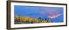 Aspen tree forest in autumn at sunset and Teton Range, Grand Teton National Park, Wyoming, USA-Panoramic Images-Framed Photographic Print