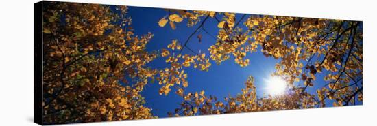 Aspen Tree Leaves, Deerlodge National Forest, Montana, USA-null-Stretched Canvas