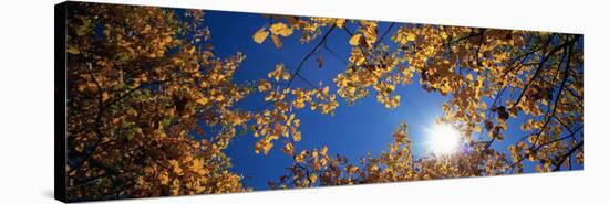 Aspen Tree Leaves, Deerlodge National Forest, Montana, USA-null-Stretched Canvas