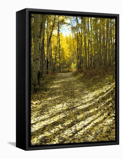 Aspen Tree Shadows and Old Country Road, Kebler Pass, Colorado, USA-Darrell Gulin-Framed Stretched Canvas