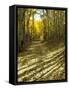 Aspen Tree Shadows and Old Country Road, Kebler Pass, Colorado, USA-Darrell Gulin-Framed Stretched Canvas