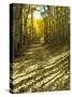 Aspen Tree Shadows and Old Country Road, Kebler Pass, Colorado, USA-Darrell Gulin-Stretched Canvas