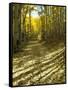 Aspen Tree Shadows and Old Country Road, Kebler Pass, Colorado, USA-Darrell Gulin-Framed Stretched Canvas