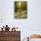 Aspen Tree Shadows and Old Country Road, Kebler Pass, Colorado, USA-Darrell Gulin-Stretched Canvas displayed on a wall