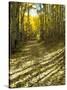 Aspen Tree Shadows and Old Country Road, Kebler Pass, Colorado, USA-Darrell Gulin-Stretched Canvas