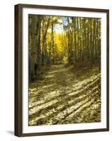 Aspen Tree Shadows and Old Country Road, Kebler Pass, Colorado, USA-Darrell Gulin-Framed Premium Photographic Print