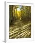 Aspen Tree Shadows and Old Country Road, Kebler Pass, Colorado, USA-Darrell Gulin-Framed Premium Photographic Print