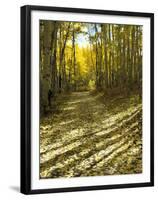 Aspen Tree Shadows and Old Country Road, Kebler Pass, Colorado, USA-Darrell Gulin-Framed Premium Photographic Print