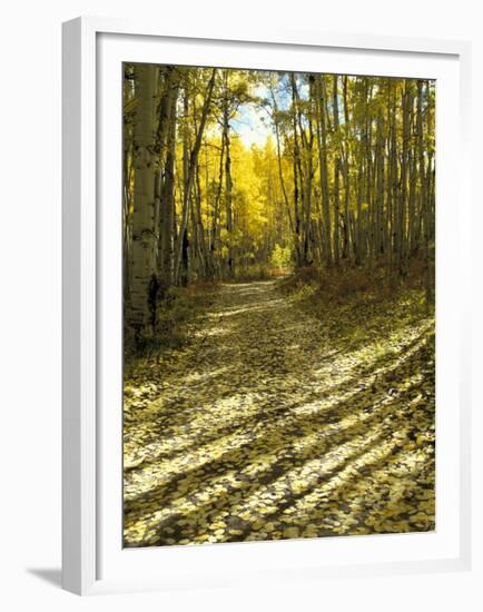 Aspen Tree Shadows and Old Country Road, Kebler Pass, Colorado, USA-Darrell Gulin-Framed Premium Photographic Print