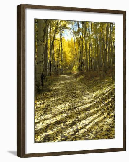 Aspen Tree Shadows and Old Country Road, Kebler Pass, Colorado, USA-Darrell Gulin-Framed Premium Photographic Print