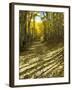 Aspen Tree Shadows and Old Country Road, Kebler Pass, Colorado, USA-Darrell Gulin-Framed Premium Photographic Print