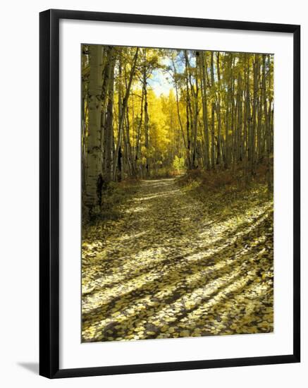 Aspen Tree Shadows and Old Country Road, Kebler Pass, Colorado, USA-Darrell Gulin-Framed Premium Photographic Print