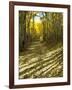 Aspen Tree Shadows and Old Country Road, Kebler Pass, Colorado, USA-Darrell Gulin-Framed Premium Photographic Print