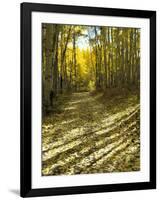 Aspen Tree Shadows and Old Country Road, Kebler Pass, Colorado, USA-Darrell Gulin-Framed Premium Photographic Print