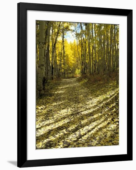 Aspen Tree Shadows and Old Country Road, Kebler Pass, Colorado, USA-Darrell Gulin-Framed Premium Photographic Print