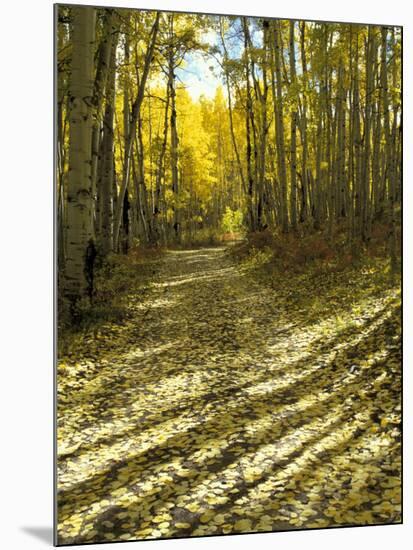 Aspen Tree Shadows and Old Country Road, Kebler Pass, Colorado, USA-Darrell Gulin-Mounted Premium Photographic Print