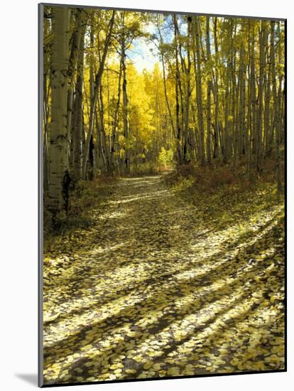 Aspen Tree Shadows and Old Country Road, Kebler Pass, Colorado, USA-Darrell Gulin-Mounted Photographic Print