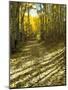 Aspen Tree Shadows and Old Country Road, Kebler Pass, Colorado, USA-Darrell Gulin-Mounted Photographic Print