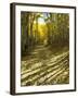 Aspen Tree Shadows and Old Country Road, Kebler Pass, Colorado, USA-Darrell Gulin-Framed Photographic Print